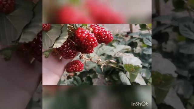 Блэк Меджик продолжает радовать в конце октября. Краснодарский край 🌻🌻🌻 смотреть онлайн