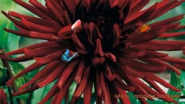Георгина кактусовая Нюи д'Эте (nuit d'ete) ? обзор: как сажать, луковицы георгины Нюи д'Эте