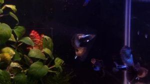 Гуппи Голубой неон.