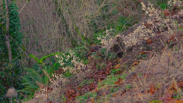 The Canon R8 is Out! R8 Vs R7, Which One ￼is the Best For You? смотреть онлайн