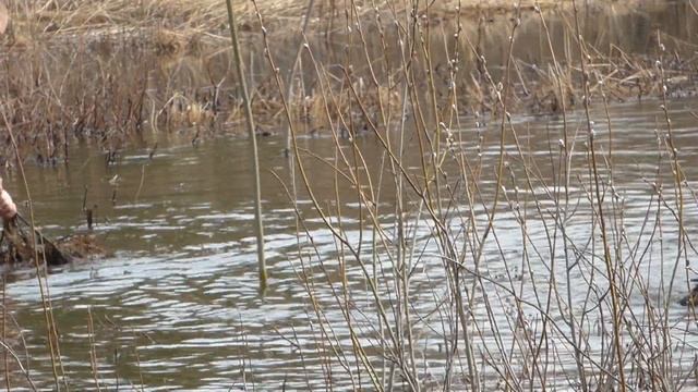 Студенты на учебной практике, работа подсадной утки. смотреть онлайн