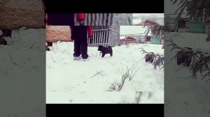 Купите мне собачку