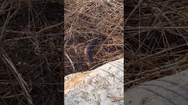 Pallas glass lizard filmed at Mount Carmel National Park #wildlife #pallas #nature