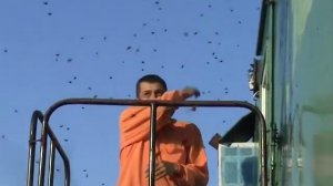 Кровососы пауты! Когда их много! Сибирь - мать...