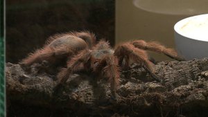 В Ставрополе открылась выставка живых пауков