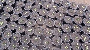 ПОЧЕМУ МЫ НЕ ВЫРАЩИВАЕМ ПЕТУНИЮ НА ВЫСОКИХ СТЕЛЛАЖАХ?