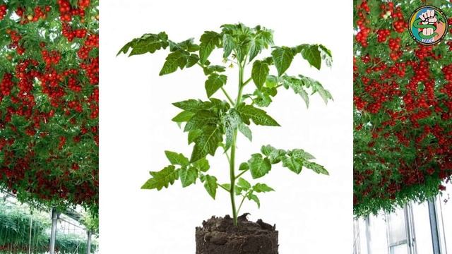 ТОП 5 странных и шокирующих вещей в нашем мире на ИнформДобро. смотреть онлайн