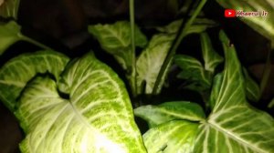 Mengenal Tanaman Hias Syngonium Podophyllum