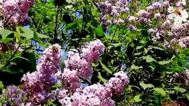 Одинокая ветка сирени исполняет Серж. смотреть онлайн