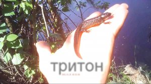 Ловля тритона на поплавочную удочку,видео.mp4