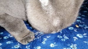 Кот ест семечки лучше, чем свою любимую еду. Канал Тутси Влог.