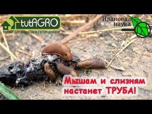 КРАСНЫМ СТЕРЖНЕМ. ТРУБА ГРЫЗУНАМ В САДУ и ДОМА. ХОРОШИЕ НЕ ПОСТРАДАЮТ, а ЗЛЫМ - КРАНТЫ!