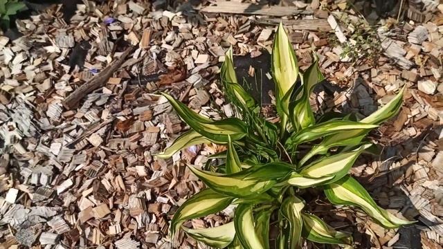 14 июля 2021 г. Обзор цветника в желто-голубой гамме! смотреть онлайн