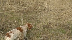 БРЕТОНСКИЙ ЭПАНЬОЛЬ КОЖАНЫЙ НОС ПО КУРОПАТКЕ 3 0