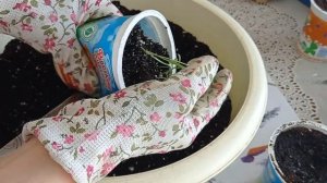 ДИХОНДРА. ДИХОНДРА ПИКИРОВКА!#дихондра#дихондрапикировка#дихондрарассада#дихондраизсемян#силверфолс