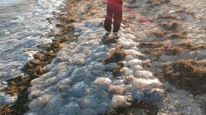 МОРЕ БЕРДЯНСК МЕДУЗЫ(5)