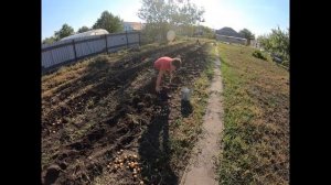 Как выкопать картошку мотоблоком.