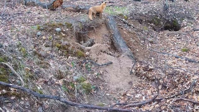 Лиса очень милая но хитрая/Лисы всеядные создания/ Факты о лисах которые захочется узнать.