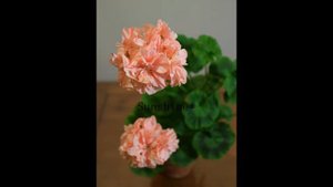 Pelargonium  Noo How