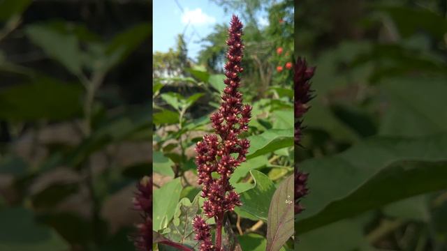 red amaranth seeds