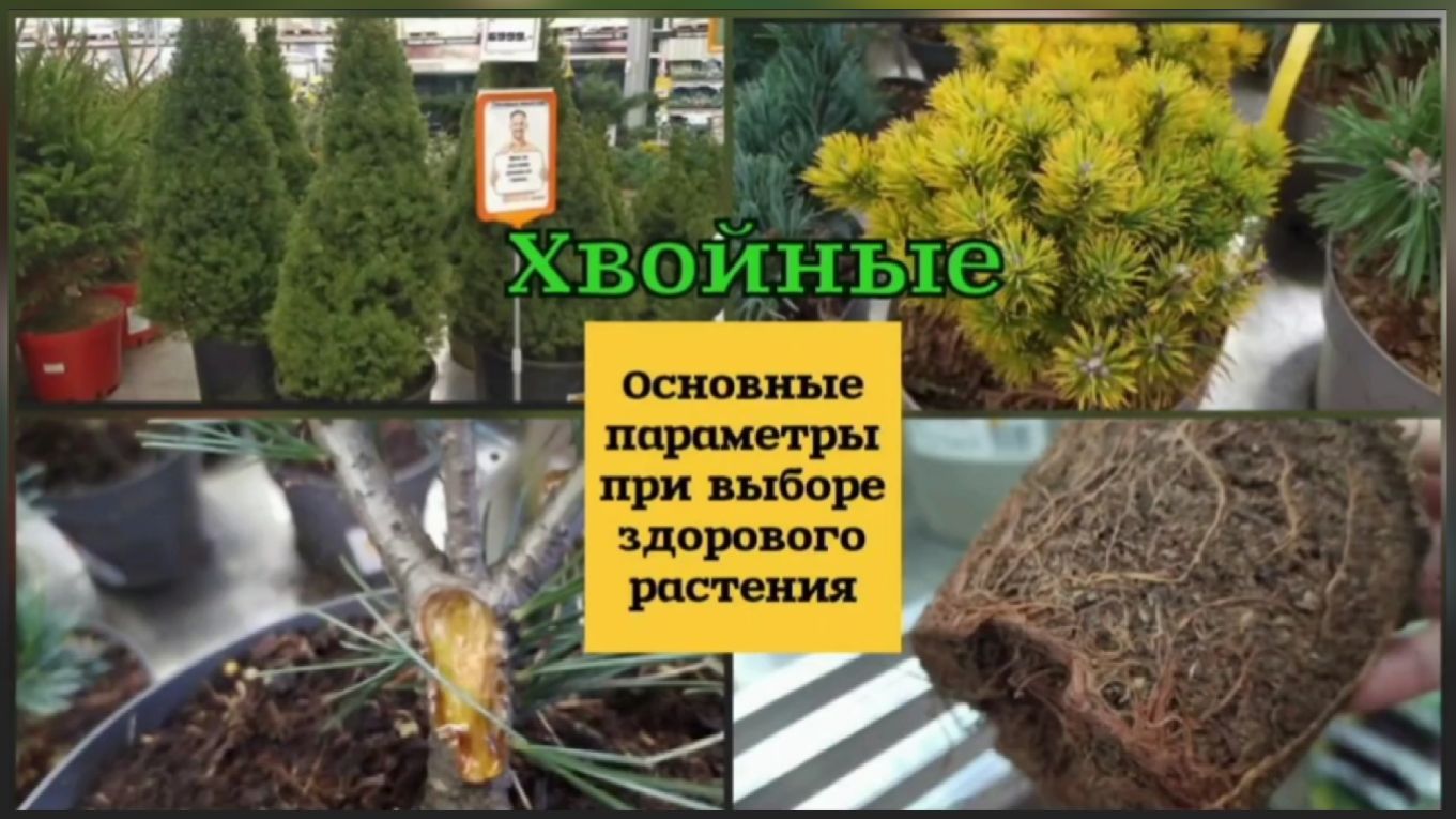 Растение. Основные хвойных растений Приморского края. Посмотри это растение что это за растение.