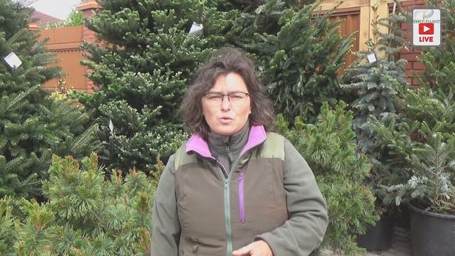 Облепиха "Hikul" - маленький крепыш смотреть онлайн