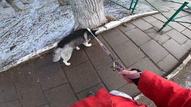 Выход в город. Социализация в городе . Посмотрели на Кур, Воробьев. Сходили в магазин. УГС смотреть онлайн