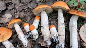 СОБРАЛ КУЧУ ГРИБОВ.