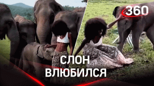 Слон влюбился: повалил даму на землю и раздевал