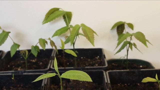 Выращиваю грецкие орехи и пеканы. Важные нюансы из личного опыта. смотреть онлайн