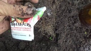 Гортензия крупнолистная,пересадка в горшок по всем правилам.