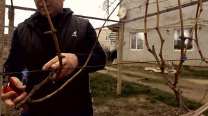 Формировка винограда кордон