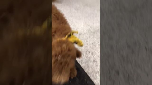 Yellow bandana boy playing at the grooming shop