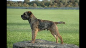 Бордер терьер (Border Terrier)
