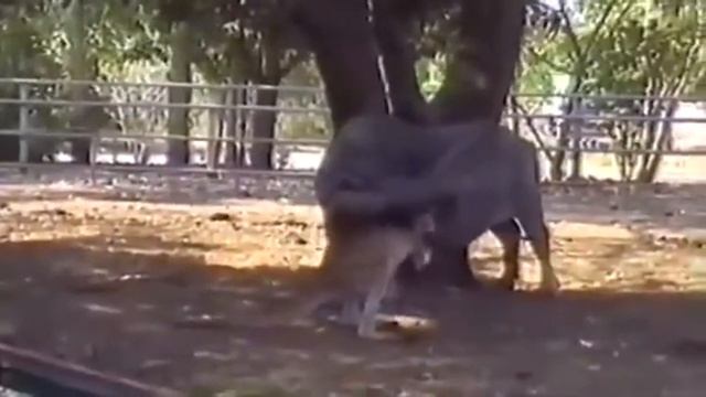 Необычная Дружба Животных! Кошки Собаки и другие. Дружба потивоположностей Смешные Животные смотреть онлайн