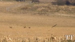 Birds of Prey Attacks ( Eagle, Falcon, Golden eagle). Атаки хищных птиц. Орел, сокол, беркут.