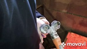 Купирование хвостов , скусывание клыков , железо .