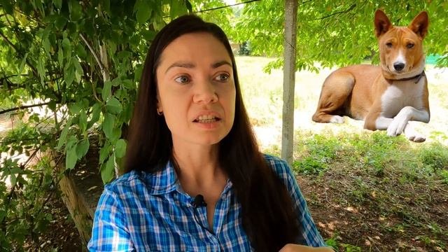 СЛОЖНЫЕ ПОРОДЫ СОБАК