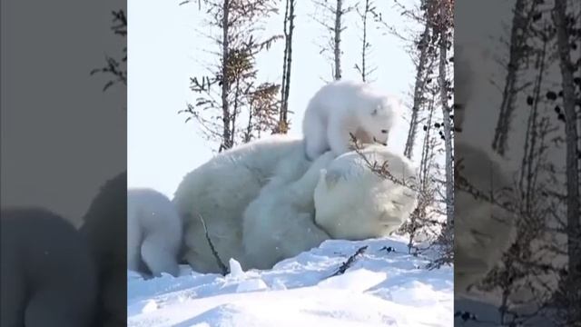 белые медведи бегут за камазом видео