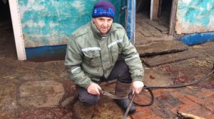 Опалили свинью газовой горелкой / HOW TO SINGE A PIG