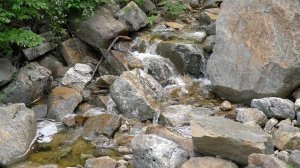 Весь мир живой