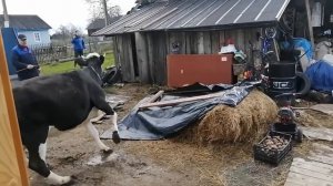 Вывели корову первый раз на улицу после зимы. Настоящее родео)