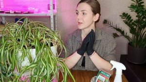 Щитовка на комнатных цветах. Как распознать. Эффективные методы борьбы.