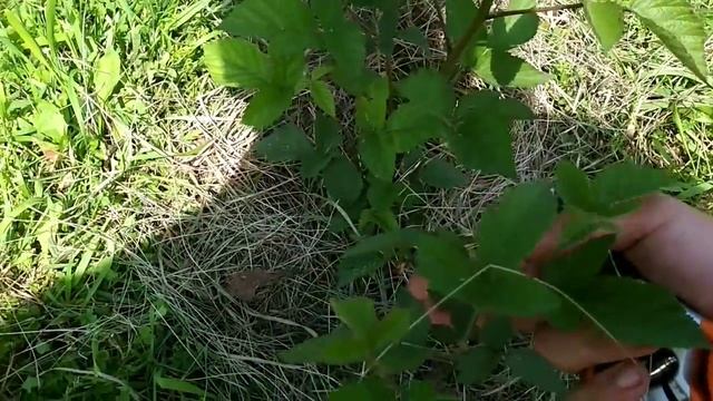 Ежевика. Первый год после посадки. Часть 1