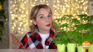Томаты на подоконнике: пересадить, обогреть, освет...е утро. Суббота. Фрагмент выпуска от 22.01.2022
