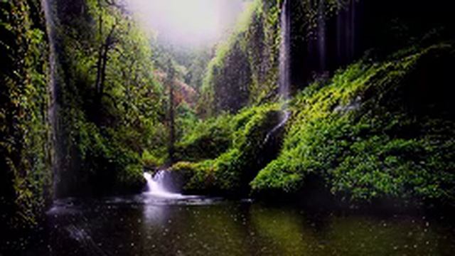 Звуки леса Пение птиц и Тибетские чаши смотреть онлайн