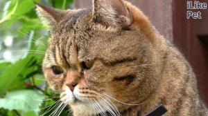 Что опасного для кошки в загородном доме?