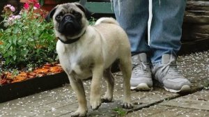 ДТ - 153. Кусачий щенок мопса.