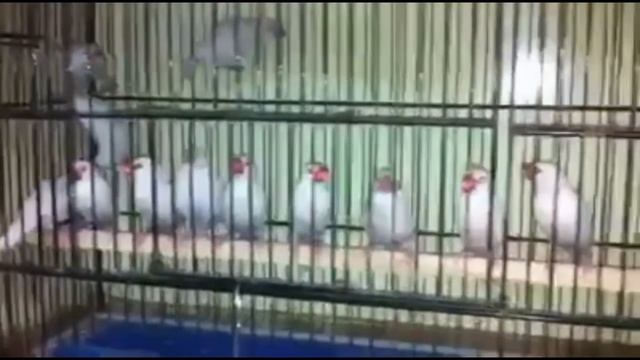 java bird breeding tips in tamil смотреть онлайн