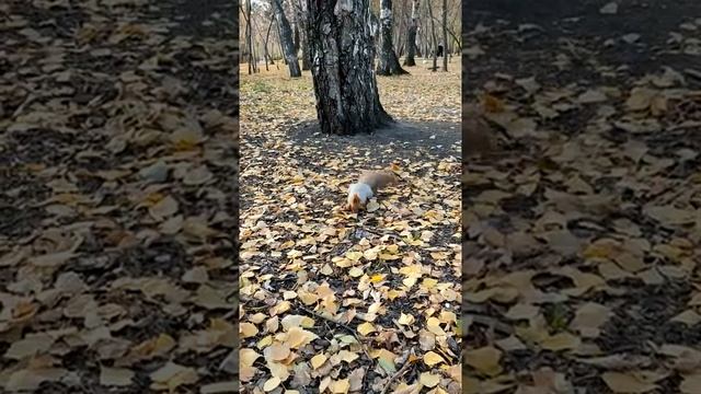 Белка в парке делает запасы на зиму